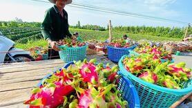 Xuất khẩu chính ngạch là con đường tất yếu cho nông sản Việt
