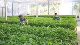 Vì sao chưa đến 1% diện tích rau đạt chuẩn VietGAP?