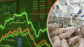 ‘Ngôi sao hy vọng’ cho cổ phiếu chăn nuôi