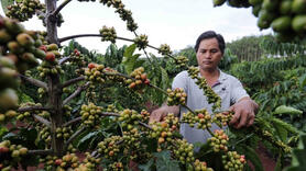 Tăng mạnh 2.600 đồng/kg, giá cà phê khó dự đoán