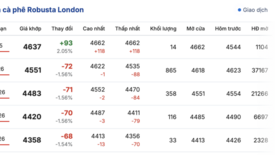 Giá cà phê hôm nay 12/11/2025: Nội địa giảm nhẹ
