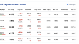 Giá cà phê hôm nay 13/11/2025: Tiếp tục giảm nhẹ