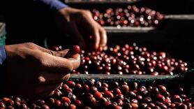 Giá cà phê giảm 5.800 đồng/kg trước làn sóng bán tháo lan rộng