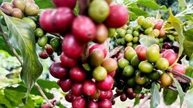 Niên vụ 2026-2027 có thể dư 7-10 triệu bao, cà phê đối diện áp lực mới