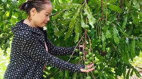 Lai Châu mở lối cho sản phẩm OCOP đến gần với người tiêu dùng