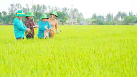Đồng Tháp xây dựng nông thôn xanh – hiện đại dựa trên trụ cột HTX