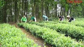 Nông thôn đổi mới, đời sống người dân xứ Tuyên liên tục được nâng lên