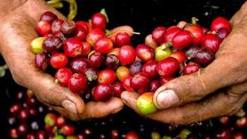 Giá cà phê lao dốc mạnh, về sát 92.600 đồng/kg