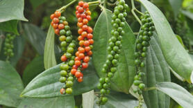 Xuất xứ hàng hóa và con đường nâng giá trị hồ tiêu, gia vị Việt Nam