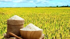 Giá lúa gạo hôm nay ngày 18/12: Gạo đi ngang, lúa chững giá