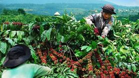 Giảm gần 4.000 đồng/kg, giá cà phê tiếp tục lao dốc do nguồn cung dồi dào