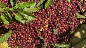 Nguồn cung thắt chặt, giá cà phê thế giới đồng loạt tăng