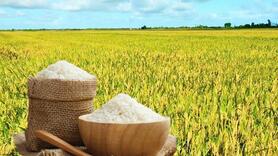 Giá lúa gạo hôm nay ngày 28/1/2026: Lúa tươi tăng giảm trái chiều