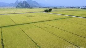 Xuất khẩu gạo đầu năm 2026: Tăng trưởng giữa vòng xoáy cạnh tranh