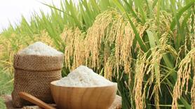 Giá lúa gạo hôm nay ngày 23/2/2026: Gạo xuất khẩu biến động nhẹ