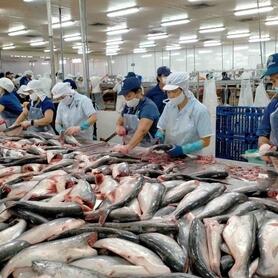 Xuất khẩu thủy sản tăng mạnh nhất ở thị trường Brazil