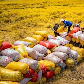 Vì sao cần tăng vai trò của hợp tác xã trong tạm trữ lúa gạo?