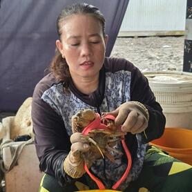 Xây dựng chuỗi liên kết, nâng tầm thương hiệu cua Cà Mau