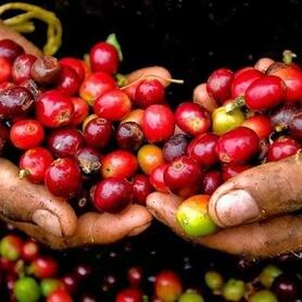 Giá cà phê lao dốc mạnh, về sát 92.600 đồng/kg