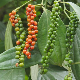 Xuất xứ hàng hóa và con đường nâng giá trị hồ tiêu, gia vị Việt Nam