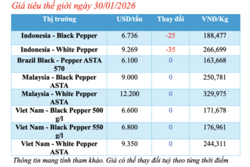 Giá tiêu hôm nay 30/1/2026: Biến động trái chiều