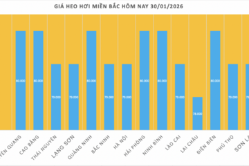 Giá heo hơi hôm nay 30/1/2026: Giảm 1.000 đồng/kg tại nhiều nơi