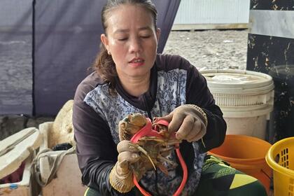 Xây dựng chuỗi liên kết, nâng tầm thương hiệu cua Cà Mau