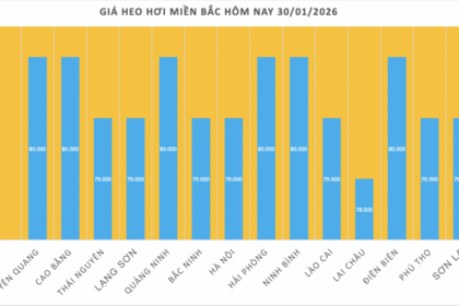 Giá heo hơi hôm nay 30/1/2026: Giảm 1.000 đồng/kg tại nhiều nơi