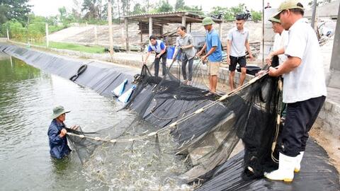 Nghệ An: Năm 2019, giá trị nuôi trồng thủy sản đạt 3.200 tỷ đồng