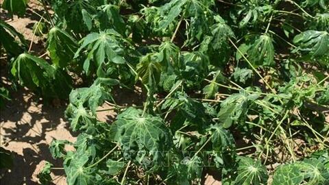 Nghệ An có trên 3.600 ha sắn nhiễm bệnh khảm lá