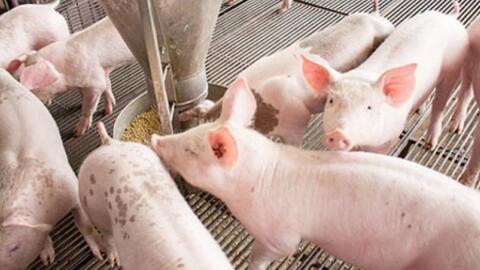 Giá heo hơi hôm nay 4/7/2025: Cao nhất còn 70.000 đồng/kg
