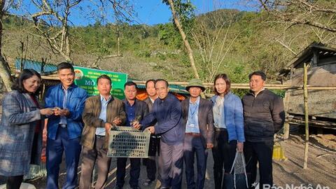 Bà con Kỳ Sơn được hỗ trợ hàng nghìn con giống gà đen địa phương