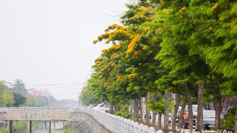 Phố Vinh và mục tiêu xanh
