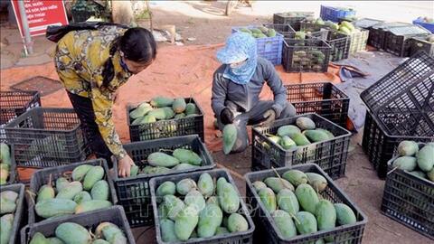 Sơn La xây dựng kế hoạch kết nối, xúc tiến tiêu thụ nông sản