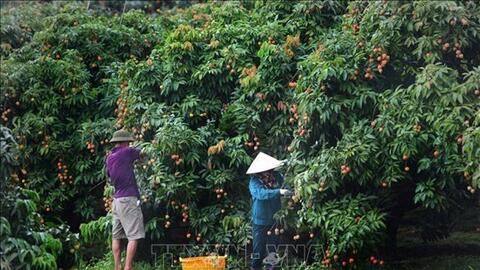 Để những trái ngọt đi tới muôn nơi