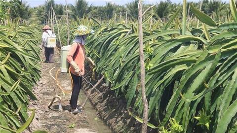 Tiền Giang phát triển, mở rộng vườn cây ăn quả đặc sản ven biển