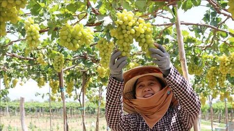 “Tuần lễ Nông sản Việt” sẽ diễn ra hàng tuần trên sàn thương mại điện tử