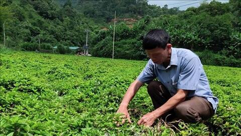 Tăng hiệu quả kinh tế cho cây thạch đen Cao Bằng