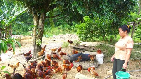 Hà Giang: Hiệu quả mô hình nuôi gà Ri thả đồi ở Phương Thiện