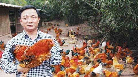 Gà Tiên Yên thành sản phẩm OCOP nổi tiếng