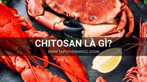 Chitosan là gì?