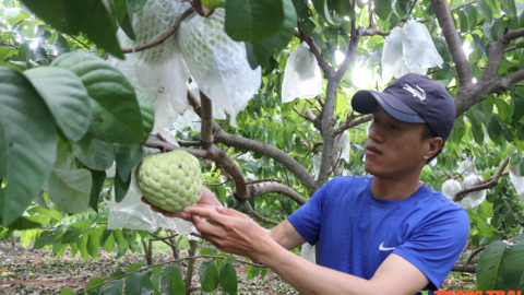 HTX Mé Lếch liên kết sản xuất nâng cao giá trị nông sản