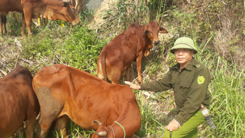 Nậm Nhùn phát triển chăn nuôi đại gia súc theo hướng bền vững