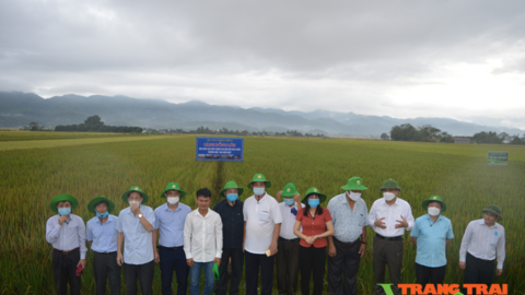 Nông thôn Tây Bắc: Hội thảo thúc đẩy phát triển sản xuất - tiêu thụ gạo chất lượng cao ở Điện Biên