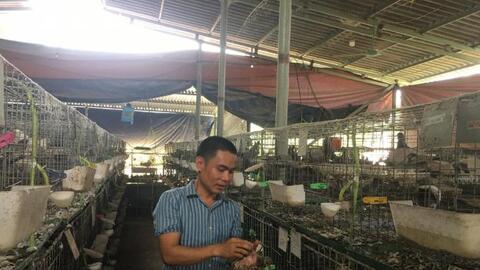Người nuôi bồ câu chật vật tìm đầu ra