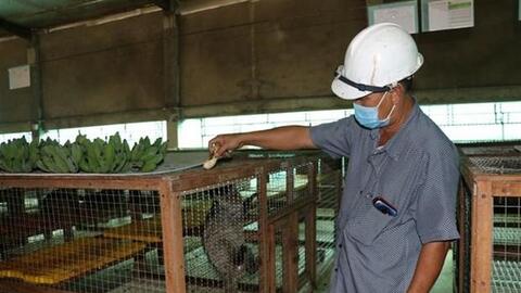 Anh Võ Văn Tiến nuôi chồn hương cho lợi nhuận đến 200 triệu đồng/năm