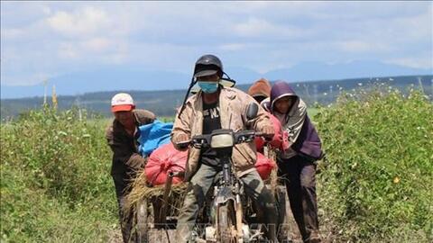 Kon Tum: Khuyến khích đưa cây trồng chất lượng cao vào sản xuất vụ Đông Xuân