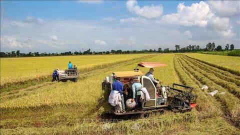 Xây dựng thương hiệu lúa hữu cơ Trà Vinh bền vững