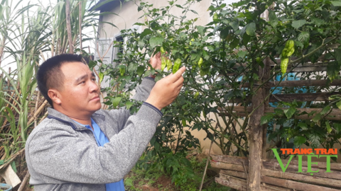 Nông thôn Tây Bắc: Thu nhập khá từ thứ quả "ăn một lần nhớ mãi"