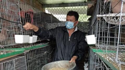 Thu nhập ổn định với nghề nuôi chim bồ câu